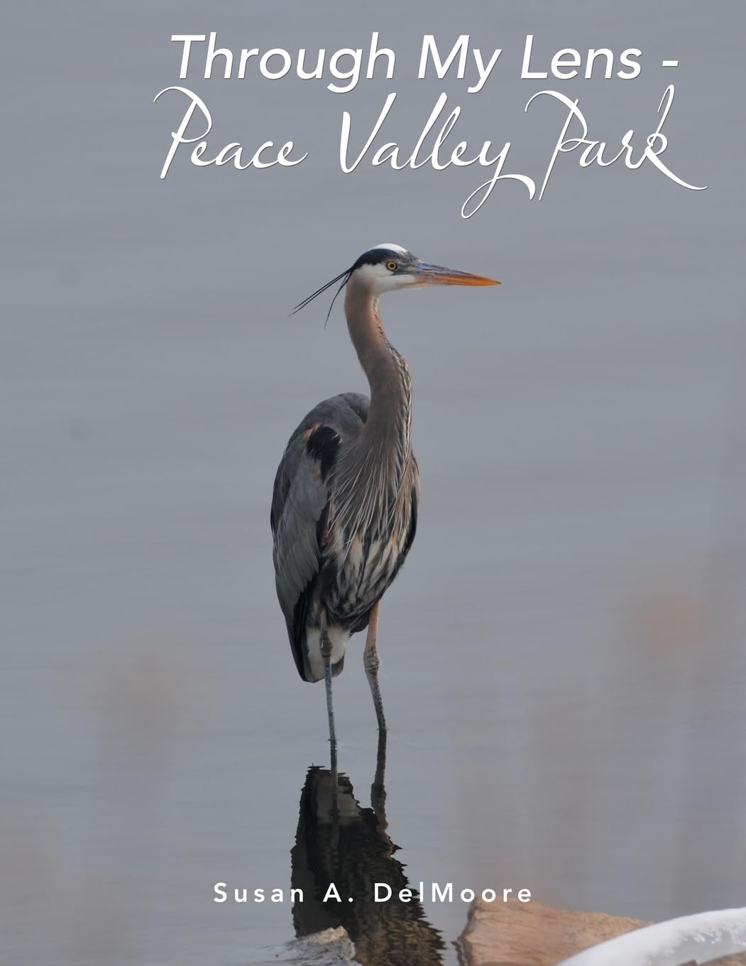 Through My Lens - Peace Valley Park