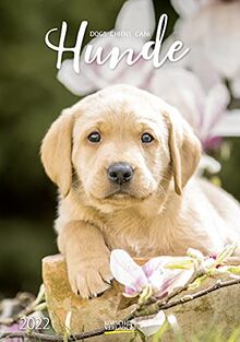 Hunde 2022