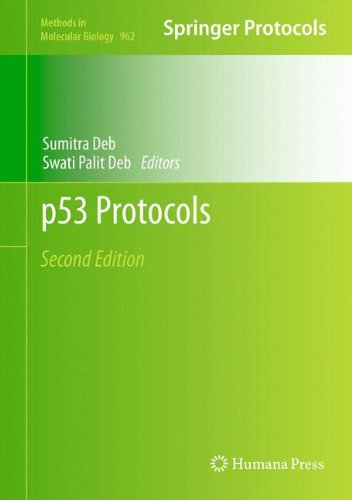 p53 Protocols (Methods in Molecular Biology, Band 962)