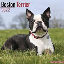 Boston Terrier 2022- 16-Monatskalender: Original Avonside-Kalender [Mehrsprachig] [Kalender] (Wall-Kalender)