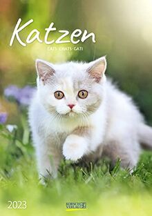 Katzen 2023