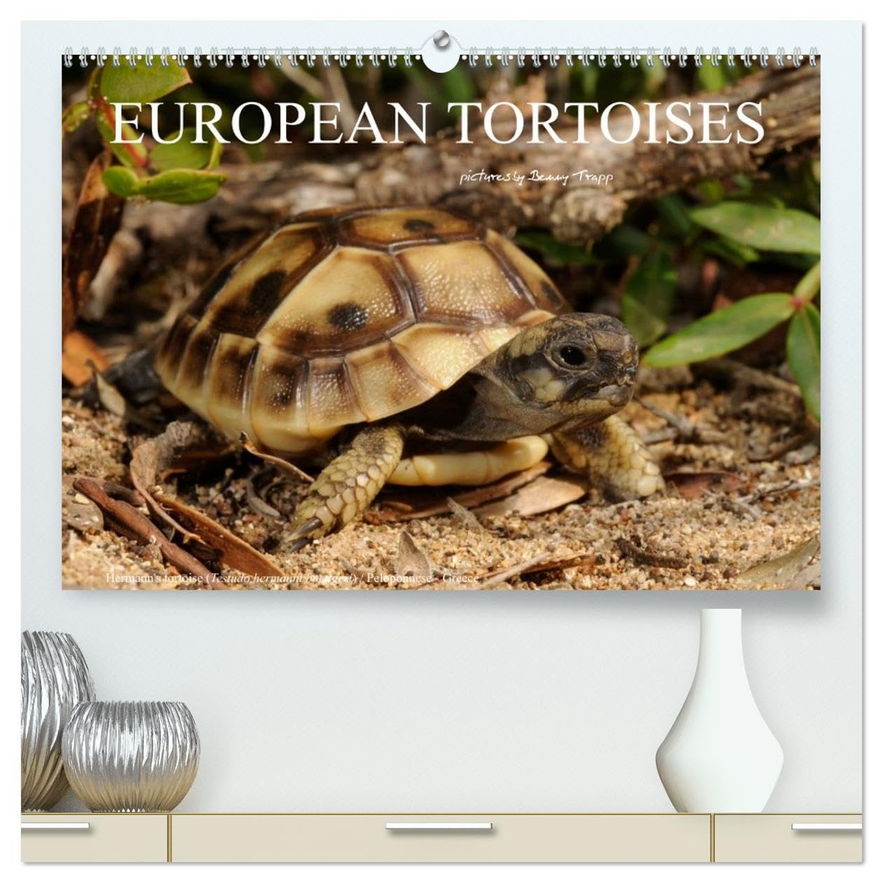 European Tortoises / UK-Version (High Quality Premium Wall Calendar 2026 DIN A2 landscape),CALVENDO 12 Month Wall Calendar: The pictures in that ... of southern Europe in their habitats