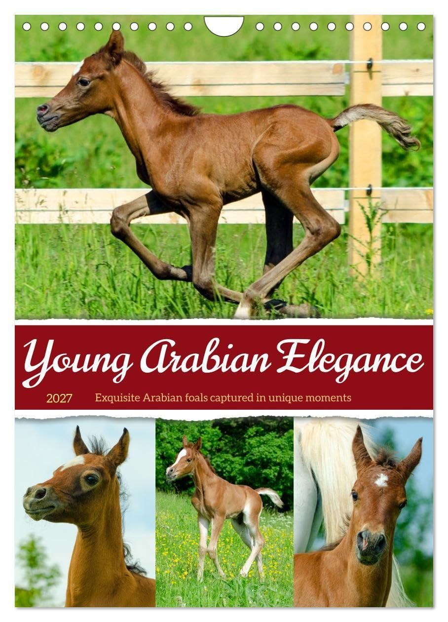 Young Arabian Elegance (Wall Calendar 2027 DIN A4 portrait), CALVENDO 12 Month Wall Calendar: The fascinating world of young Arabian horses - full of ... and a zest for life. (CALVENDO Animals)