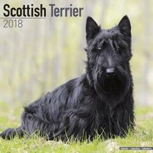 Scottish Terrier Calendar 2018 (Square)