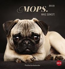 Mops Postkartenkalender Kalender 2019 Von Heye Mops Postkartenkalender Kalender 2019 Von Heye