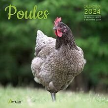 Poules : calendrier 2024 : de septembre 2023 à décembre 2024