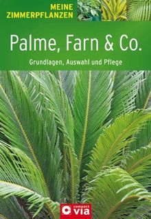 Palme, Farn & Co.: Grundlagen, Auswahl und Pflege