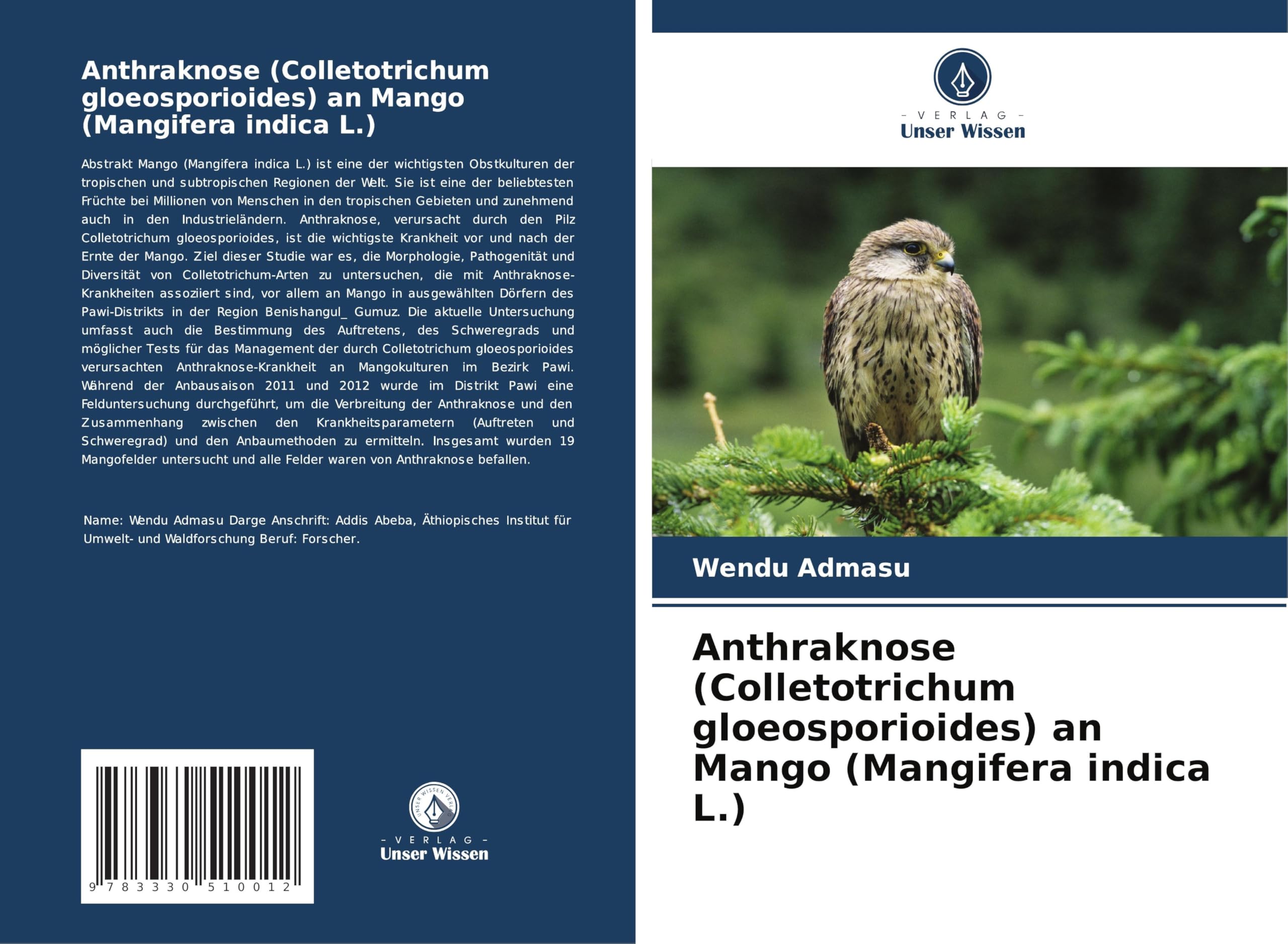Anthraknose (Colletotrichum gloeosporioides) an Mango (Mangifera indica L.)