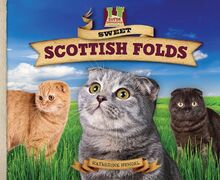 Sweet Scottish Folds (Cat Craze)