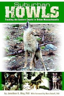 Suburban Howls: Tracking the Eastern Coyote in Urban Massachusetts