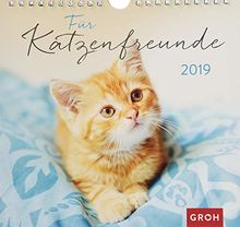 Für Katzenfreunde 2019: Dekorativer Wandkalender mit Monatskalendarium | Maße (BxH): 21x20cm