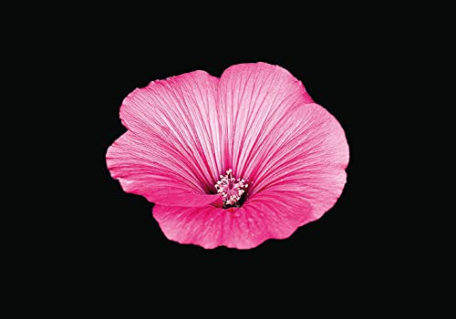 Mériel Nicolas The Blooming Book, Flamboyant Flowers – 100 Atemberaubende Blumen