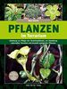 Pflanzen im Terrarium -: Anleitung zur Pflege von Terrarienpflanzen, zur Gestaltung naturnaher Terrarien und Auswahl geeigneter Pflanzen (Terrarien-Bibliothek)