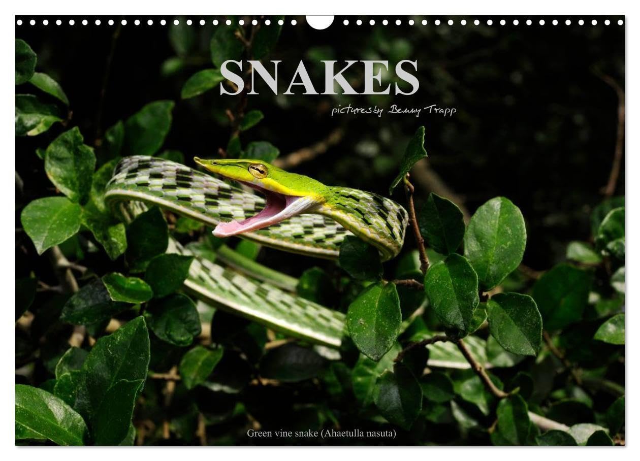 SNAKES / UK-Version (Wall Calendar 2027 DIN A3 landscape), CALVENDO 12 Month Wall Calendar