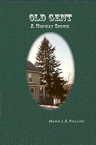 OLD GENT: A Norway Spruce
