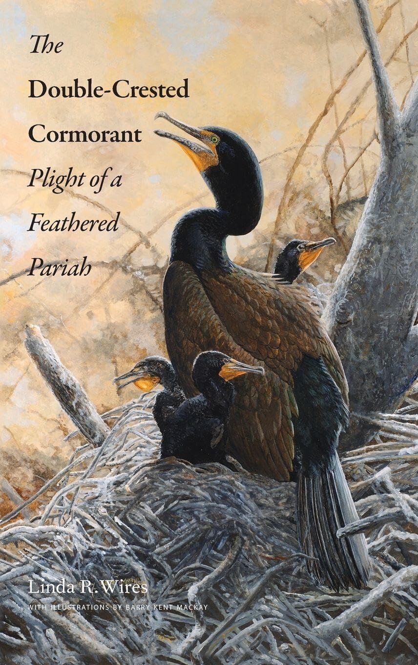 Double-Crested Cormorant