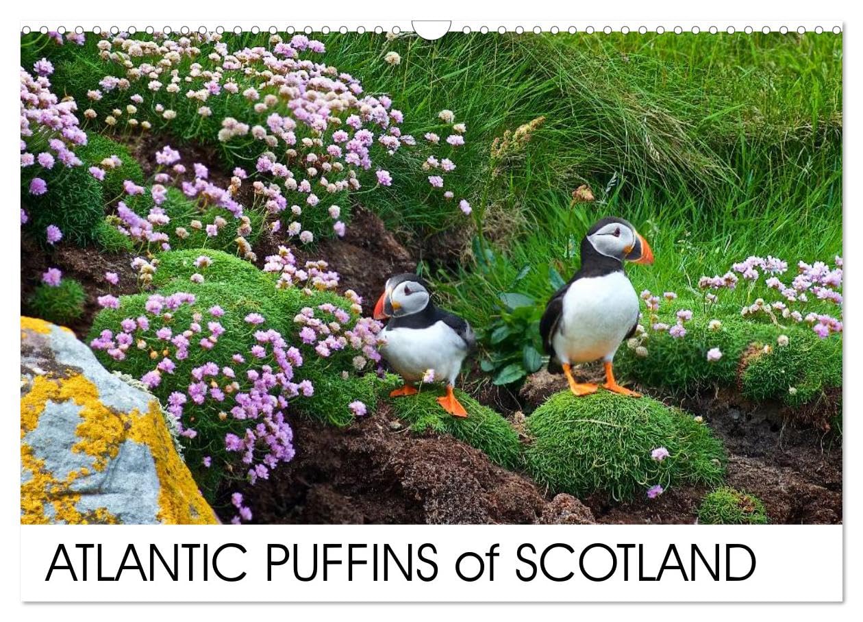 ATLANTIC PUFFINS OF SCOTLAND (Wall Calendar 2026 DIN A3 landscape), CALVENDO 12 Month Wall Calendar: Puffins Calendar