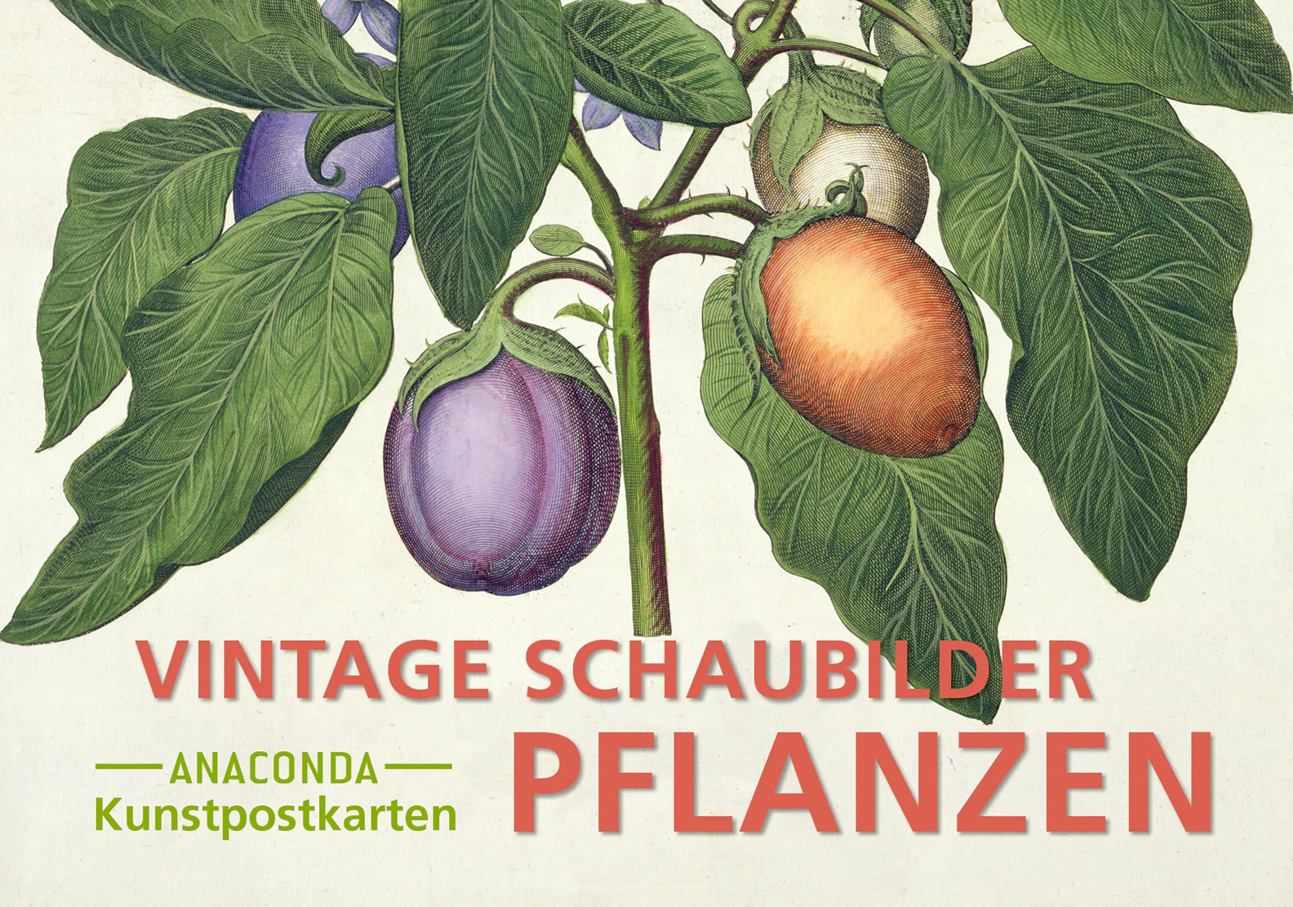 Postkarten-Set Vintage-Schaubilder Pflanzen: 18 Kunstpostkarten aus hochwertigem Karton. ca. 0,28€ pro Karte (Anaconda Postkarten, Band 88)
