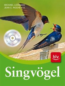 Singvögel: Aussehen, Vorkommen, Lebensweise, Gesang