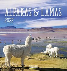 Alpakas und Lamas 2022: Aufstellbarer Postkartenkalender mit Fotos der lustigen Trendtiere. Format 16 x 17 cm