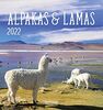 Alpakas und Lamas 2022: Aufstellbarer Postkartenkalender mit Fotos der lustigen Trendtiere. Format 16 x 17 cm