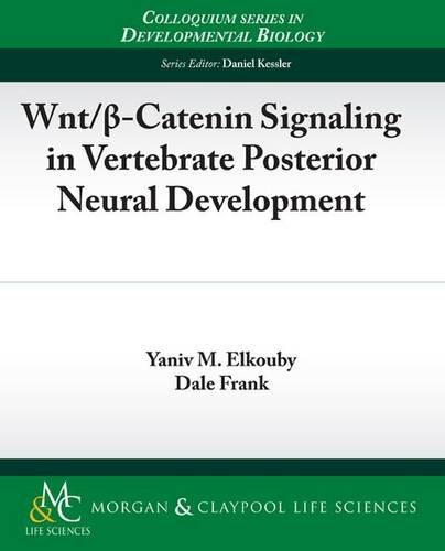 Wnt/ -Catenin Signaling in Vertebrate Posterior Neural Development (Developmental Biology, Band 14)