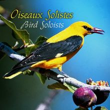 Oiseaux Solistes Vol 2 : Fauvette, Grive, Loriot,