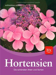 Hortensien: Die schönsten Arten und Sorten