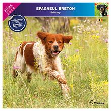 Calendrier Epagneul Breton 2008 von AFFIXE EDITION | Buch | Zustand sehr gut