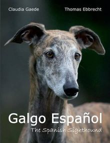 Galgo Español: The Spanish Sighthound