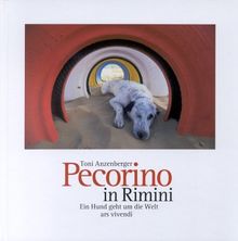 Pecorino in Rimini. Ein Hund geht um die Welt