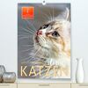 Katzen - süß und kuschelig (hochwertiger Premium Wandkalender 2024 DIN A2 hoch), Kunstdruck in Hochglanz