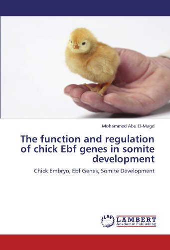 The function and regulation of chick Ebf genes in somite development: Chick Embryo, Ebf Genes, Somite Development