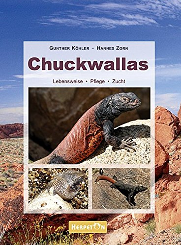 Chuckwallas: Lebensweise, Pflege, Zucht