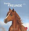 Pferde - Starke Freunde Postkartenkalender 2023 Sabine Stuewer - Tierkalender mit perforierten Postkarten - zum Aufstellen & Aufhängen - Monatskalendarium - 16 x 17 cm