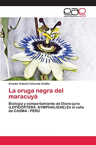 La oruga negra del maracuyá: Biología y comportamiento de Dione juno (LEPIDÓPTERA: NYMPHALIDAE) En el valle de CASMA - PERÚ