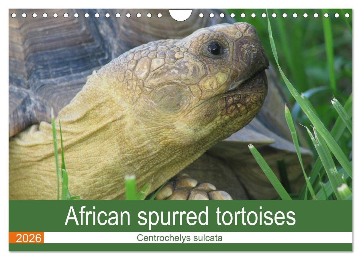 African spurred tortoises (Wall Calendar 2026 DIN A4 landscape), CALVENDO 12 Month Wall Calendar: Pictures of African spurred tortoises