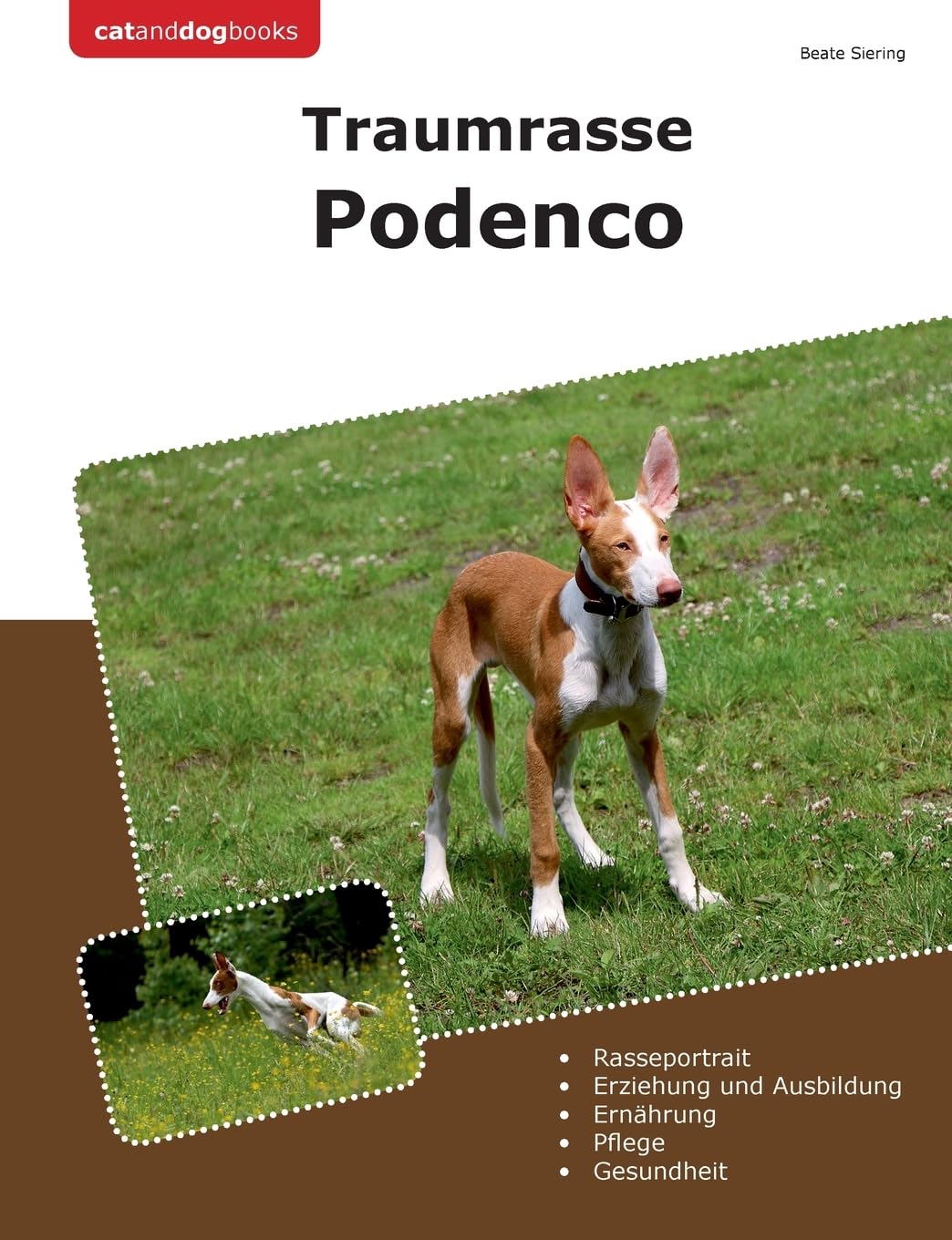 Traumrasse Podenco
