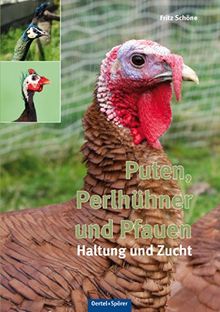 Puten, Perlhühner und Pfauen: Haltung und Zucht