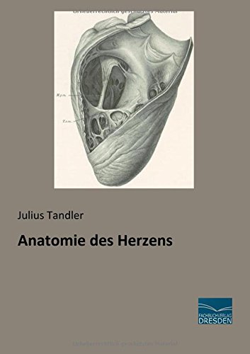 Anatomie des Herzens