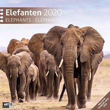 Elefanten 2020, Wandkalender / Broschürenkalender im Hochformat (aufgeklappt 30x60 cm) - Geschenk-Kalender mit Monatskalendarium zum Eintragen