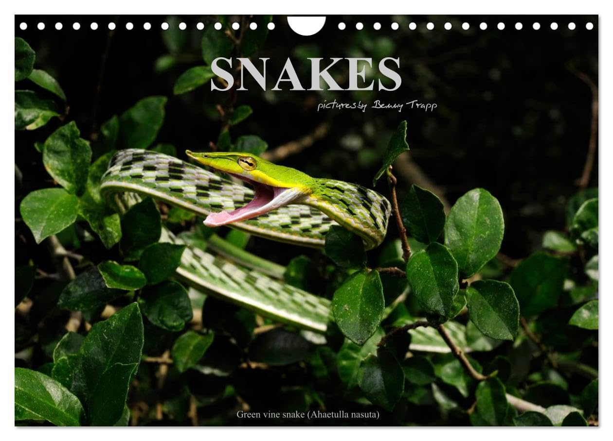 SNAKES / UK-Version (Wall Calendar 2026 DIN A4 landscape), CALVENDO 12 Month Wall Calendar: Snakes, fascinating reptiles, snake calendar, reptile, Benny Trapp