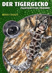 Der Tigergecko: Pachydactylus tigrinus