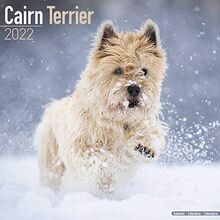 Cairn Terrier - Cairn Terrier 2022 - 16-Monatskalender: Original Avonside-Kalender [Mehrsprachig] [Kalender] (Wall-Kalender)