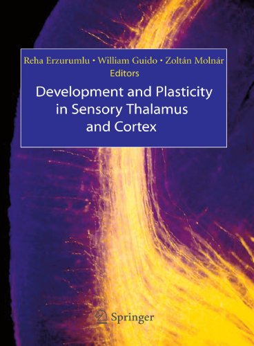 Development and Plasticity in Sensory Thalamus and Cortex