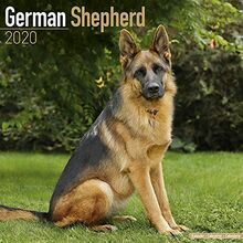 Avonside Publishing Ltd: German Shepherd Calendar 2020