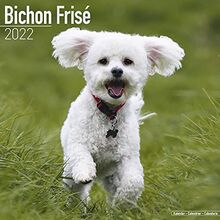 Bichon Frisé - Gelockter Bichon 2022 - 16-Monatskalender: Original Avonside-Kalender [Mehrsprachig] [Kalender] (Wall-Kalender)