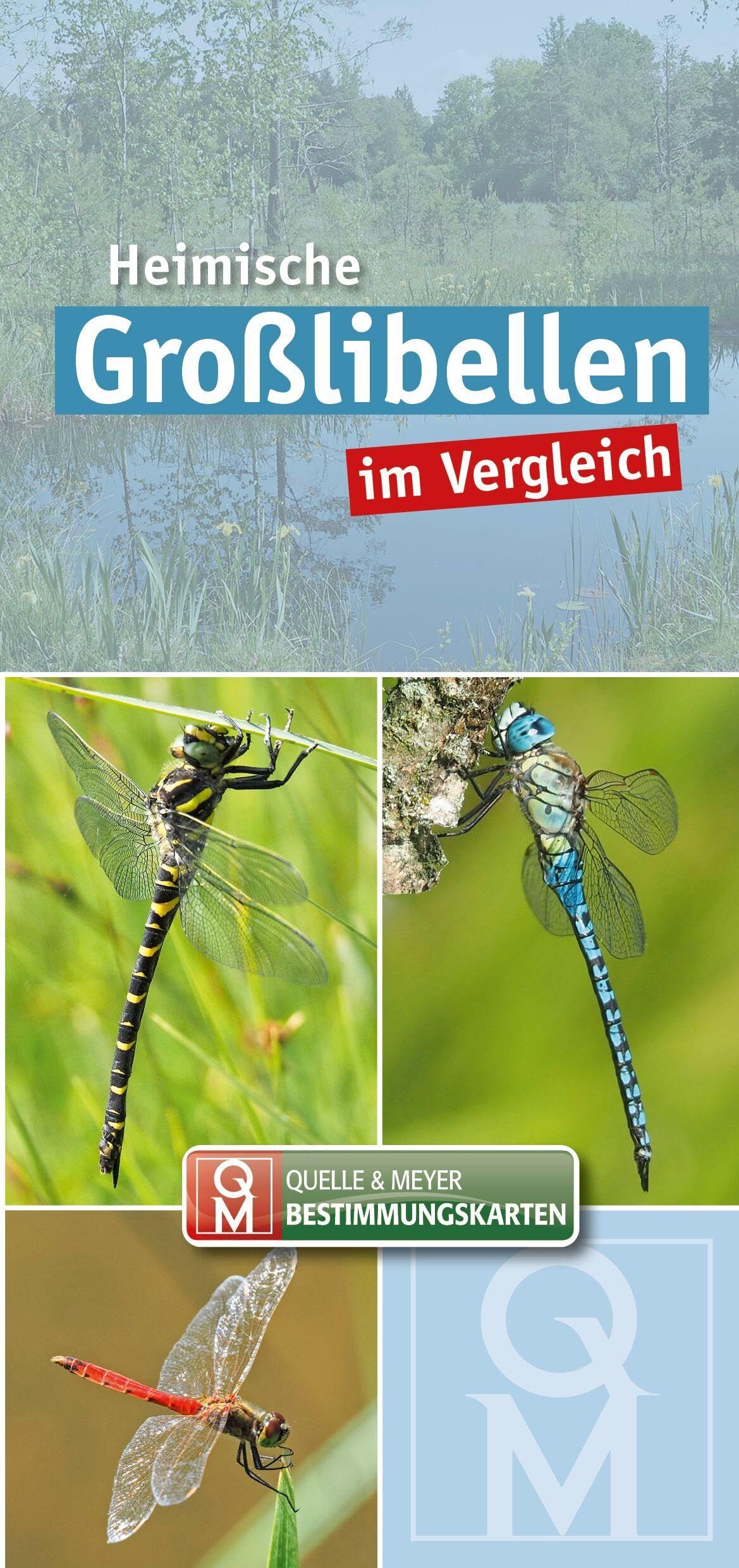 Heimische Großlibellen im Vergleich. 10er-Set