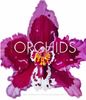 Orchids: The Fine Art of Cultivation