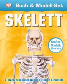 Buch & Modell-Set Skelett: Einfach zusammenstecken - ganz ohne Klebstoff